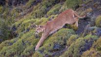 Puma im Nationalpark Torres del Paine, Patagonien, Chile 
