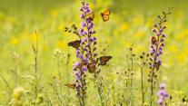 Monarchfalter bei der Nahrungssuche an Blaustern-Wildblumen 