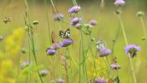 Schmetterlinge auf einer Wiese, Deutschland 