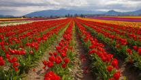 Tulpenfelder im Frühling, Skagit Valley, Washington, USA 