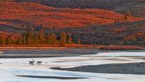Karibus beim Durchqueren des Susitna River während der Herbstbrunft, Alaska, USA 