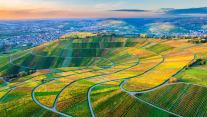 Drohnenansicht der Weinberge im Remstal, Baden-Württemberg 