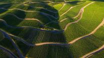 Vineyards in the Moselle Valley, Rhineland-Palatinate, Germany 