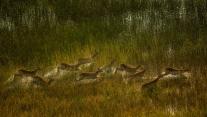 Red lechwe herd crossing marshy plain of Okavango Delta, Botswana 