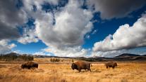 American bison in Yellowstone National Park, Wyoming, USA 