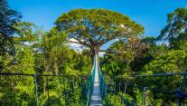 Suspension bridge in Tambopata National Reserve, Amazon Basin, Peru 