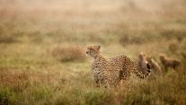 Cheetah in morning rain, Ndutu Plains, Ngorongoro Conservation Area, Tanzania 