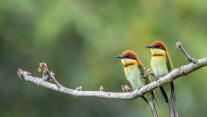 Chestnut-headed bee-eaters, Bardia National Park, Nepal 