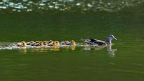 Mandarin duck hen with ducklings in South Korea 