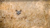Island fox in Channel Islands National Park, California 