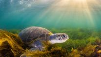 Green sea turtle, San Diego, California 