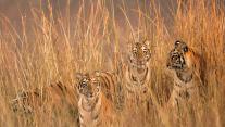 Tigresses of Telia Lake in Tadoba Andhari Tiger Reserve, India 
