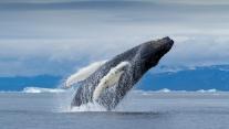 Humpback whale, Disko Bay, Greenland 