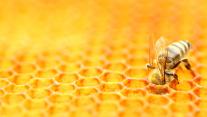 Bee tending a honeycomb 