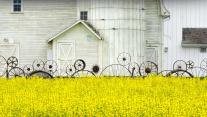 Old barn and canola field, Palouse region, Idaho 