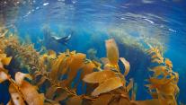 California sea lion in a forest of giant kelp, Baja California, Mexico 
