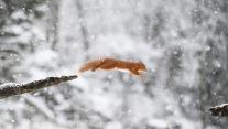 Eurasian red squirrel 