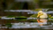 A duckling swimming in a water meadow, Suffolk, England 