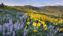 Balsamroot and lupines, Methow Valley, North Cascades, Washington 