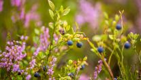 Blueberries growing in the wild 