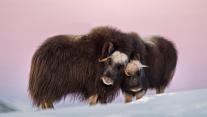 Muskox mother and calf in Dovre-Sunndalsfjella National Park, Norway 