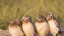 Burrowing owl chicks near a burrow, Wyoming 