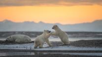 Polar bear cubs playing, Kaktovik, Alaska 