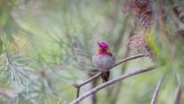 Anna's hummingbird, Santa Cruz, California, USA 