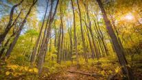Fall colours in Shenandoah National Park, Virginia 