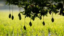 Ripening mangoes on a tree, India 