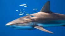 Silky shark at Jardines de la Reina, Cuba 