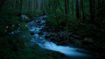Synchronous fireflies, Great Smoky Mountains National Park, Tennessee 
