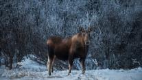 Female moose, Denali National Park, Alaska, USA 