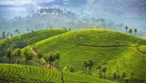 Tea plantations in Munnar, Kerala, India 