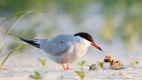 Common tern father with chick, Nickerson Beach, Long Island, New York 
