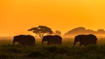 Elephant family in Amboseli National Park, Kenya 