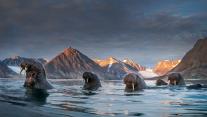 Herd of walruses in northern Spitsbergen, Svalbard archipelago, Norway 