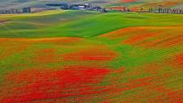 Papaveri in fiore, Moravia, Repubblica Ceca 