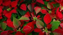 Euphorbia pulcherrima nota come Poinsettia o Stella di Natale 