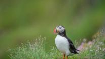 Atlantic puffin, Iceland 