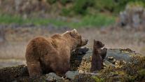 Brown bear mother and cub in Katmai National Park and Preserve, Alaska 