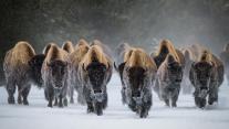 American bison, Yellowstone National Park, Wyoming 