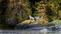Vancouver Coastal Sea wolves in Great Bear Rainforest, British Columbia, Canada 