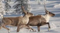 Caribou running in snow, Alaska 