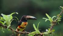 Collared aracari, Costa Rica 