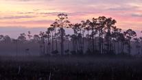 A stand of slash pines and sawgrass prairie, Everglades National Park, Florida 