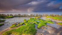 Wadden Sea coast, near Moddergat, Friesland, Netherlands 