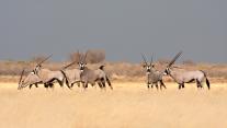 Southern gemsbok in the savanna, Botswana 