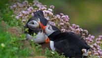Atlantic puffin pair billing, Shetland Islands, Scotland 