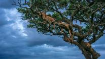 Female lions sleeping, Serengeti National Park, Tanzania 